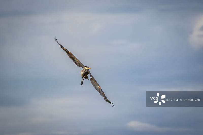 飞翔的老鹰的低角度景观图片素材