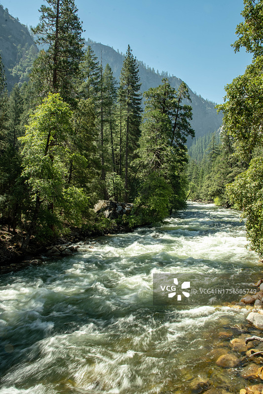 森林中树木河流风光图片素材