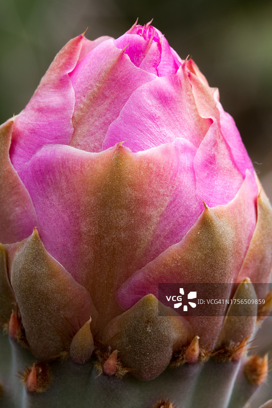 粉色玫瑰特写，帕帕戈公园，美国图片素材