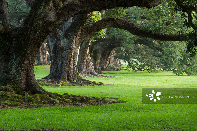 公园里的树木，美国路易斯安那州图片素材