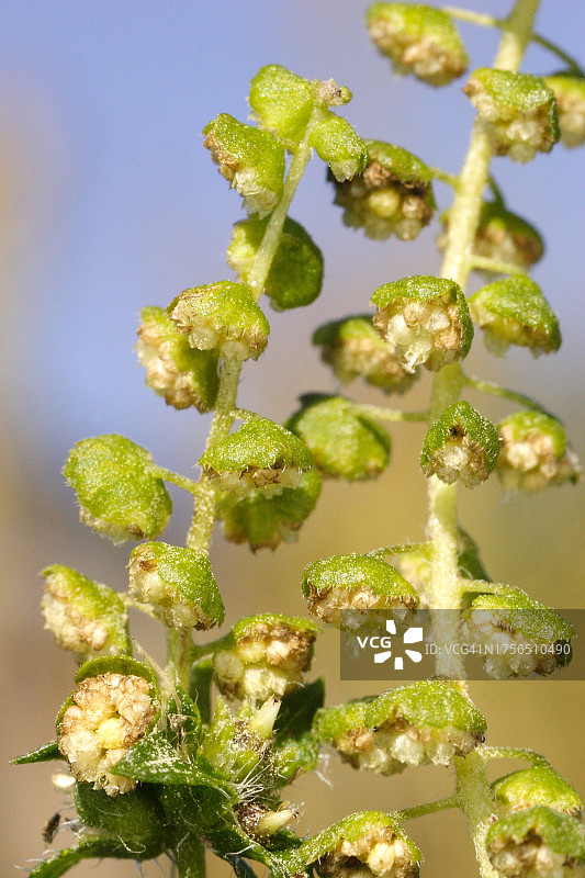 白色背景下的新鲜绿色植物特写，美国纽约克利夫顿斯普林斯图片素材
