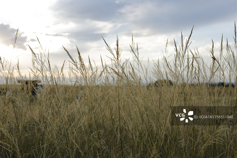 科罗拉多州商务市的田野风光图片素材