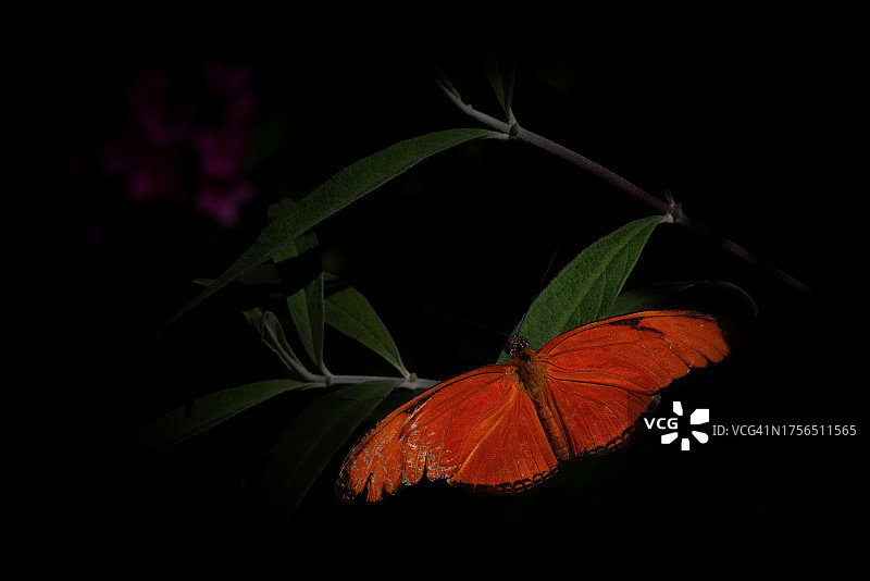 美国加利福尼亚州圣巴巴拉黑色背景下的植物特写图片素材