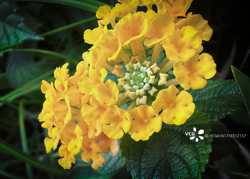 美国夏威夷卡内奥赫黄色开花植物特写图片素材