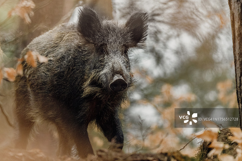 站立在田野上的熊的特写图片素材