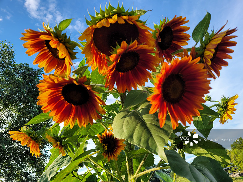 美国，天空下向日葵的低角度视图图片素材