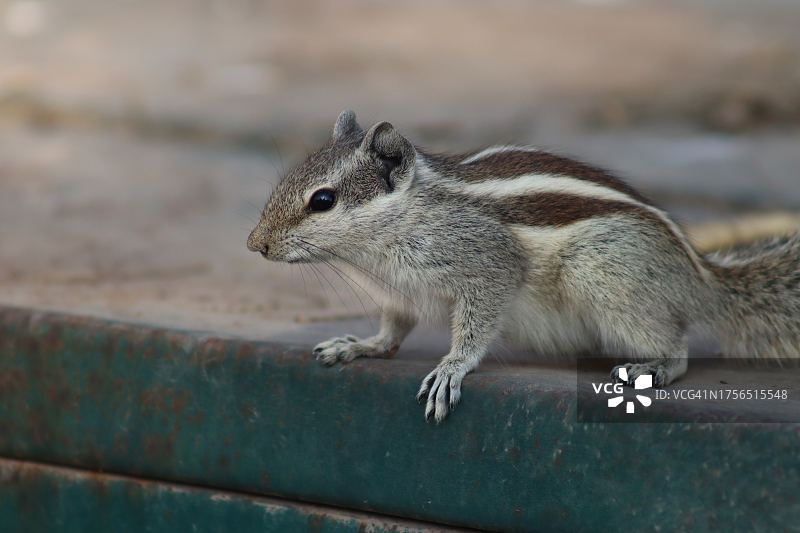 花栗鼠特写，坐于护墙上，美国图片素材