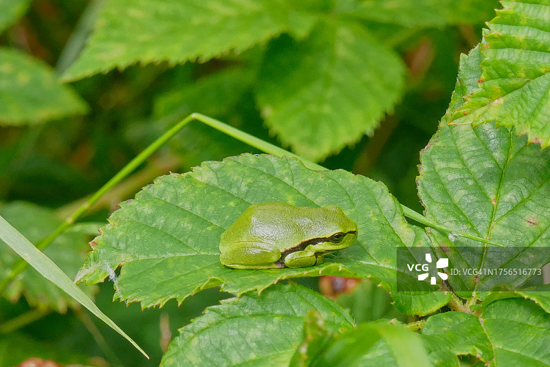 蜥蜴在植物上的特写图片素材