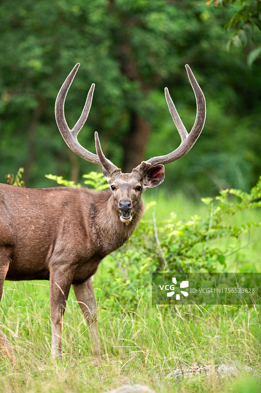 红色白色物体站在印度田野上的侧视图图片素材