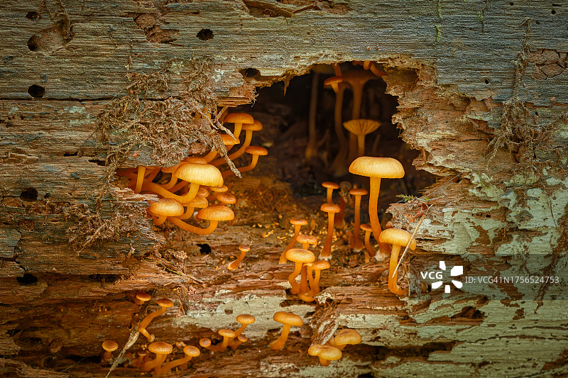树干上生长的蘑菇特写，科瓦利斯，俄勒冈州，美国图片素材