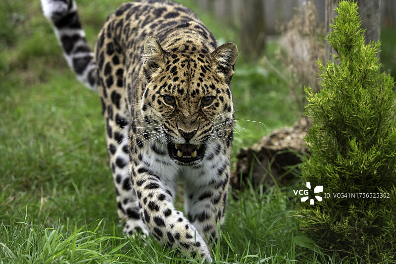 阿穆尔豹在田野行走的特写图片素材