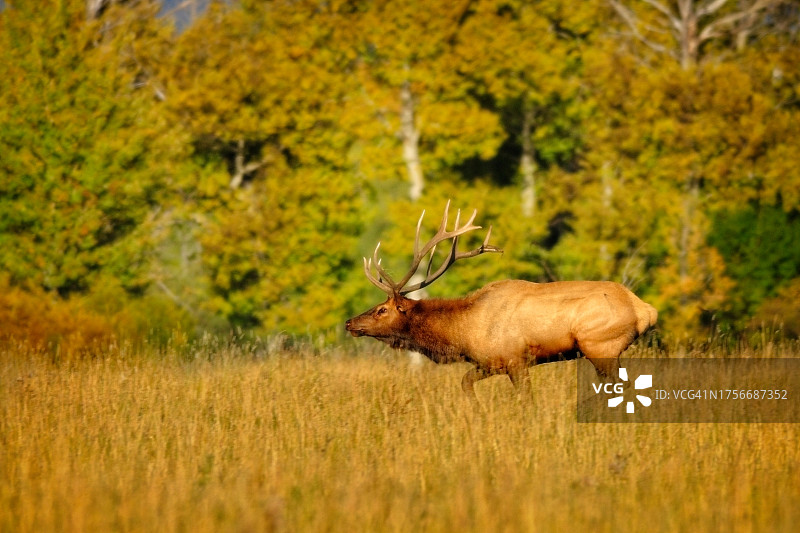 提顿峰的号角图片素材