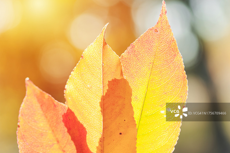 彩色秋叶特写图片素材