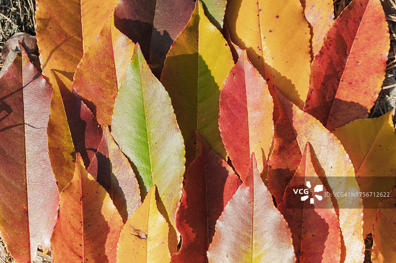 彩色秋叶特写图片素材