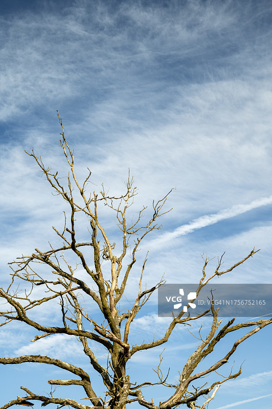 蓝天下的枯树图片素材