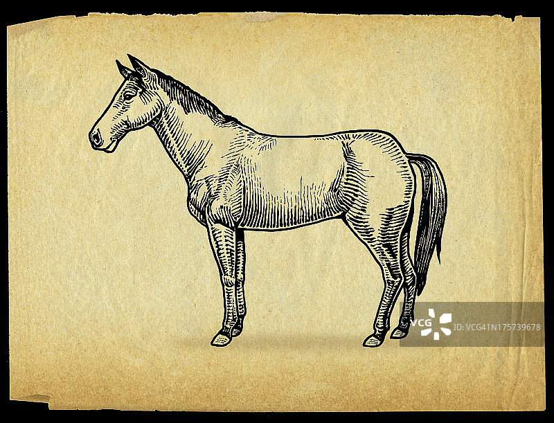 农场动物：马图片素材