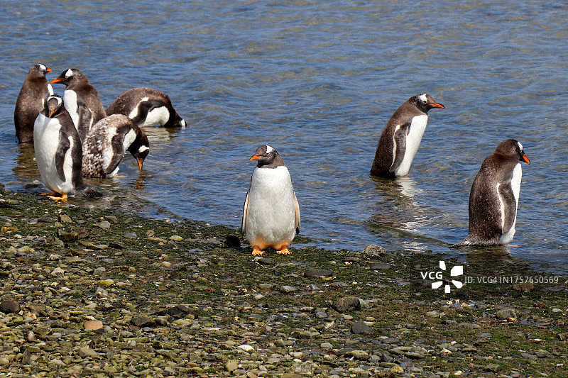 一群巴布亚企鹅在泻湖中图片素材