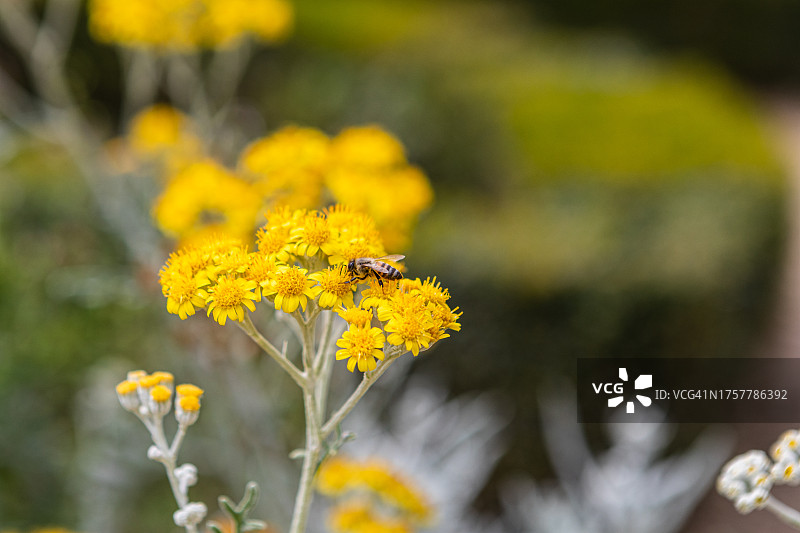 银叶千里光花上的西方蜜蜂图片素材