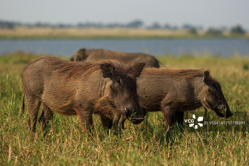 湖边平静吃草的疣猪图片素材