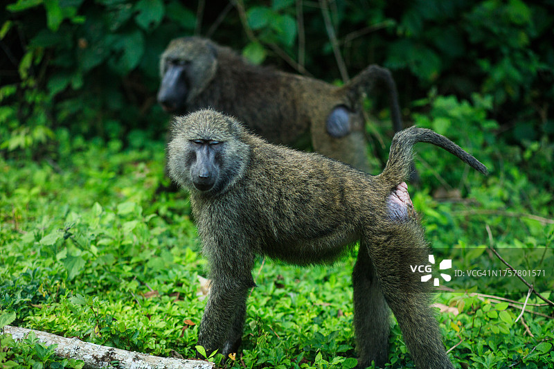 路边有着独特红色臀部的好奇狒狒图片素材