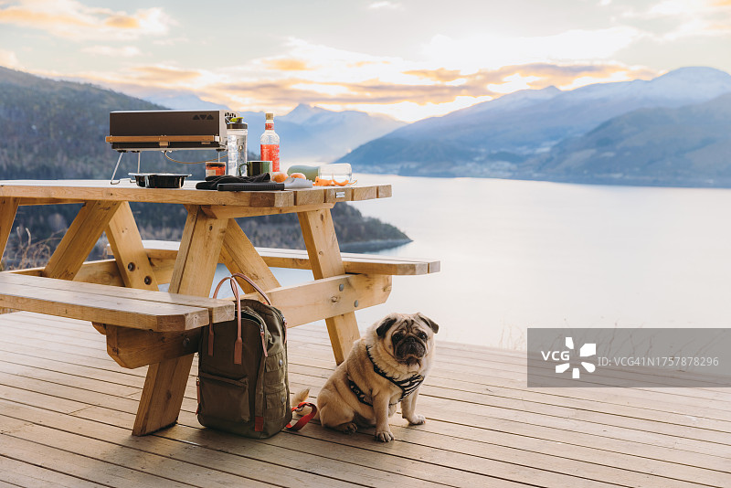 在挪威，美丽的狗在日落时从庇护所欣赏冬季峡湾的风景图片素材