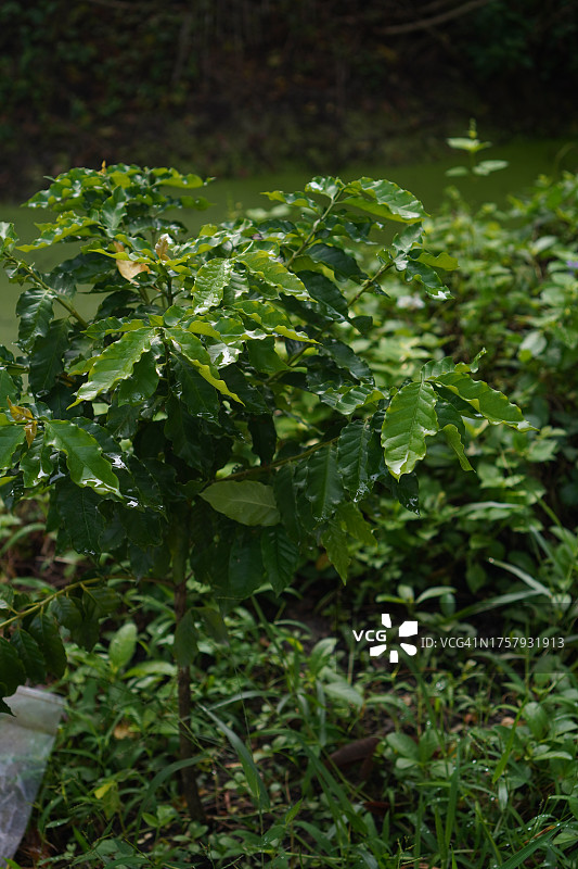 咖啡树图片素材