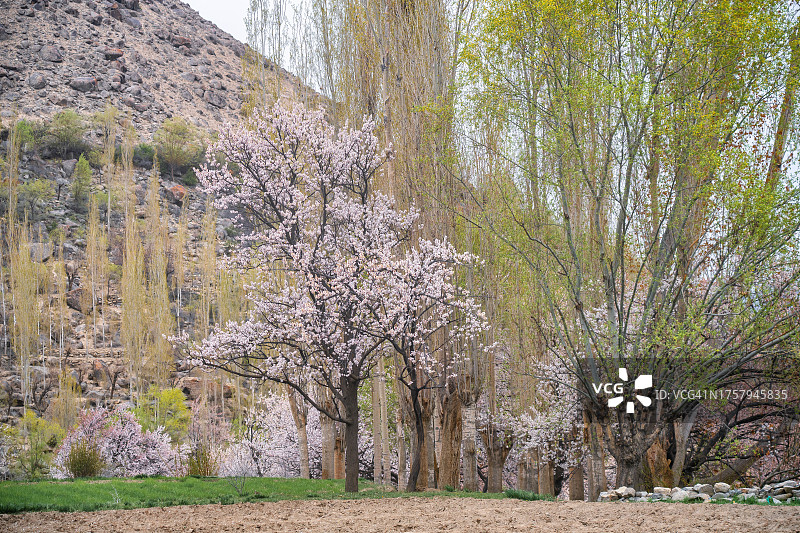 巴基斯坦信德山谷盛开的樱花图片素材