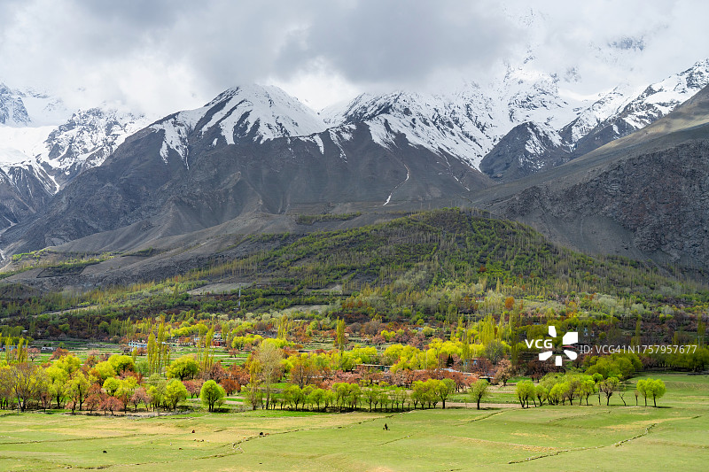 巴基斯坦信德山谷盛开的樱花图片素材