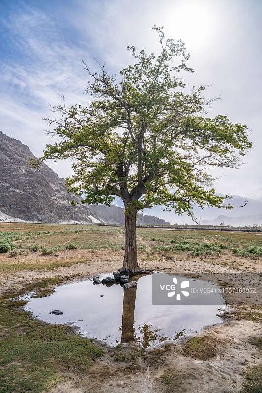 斯卡杜萨尔法朗加冷漠沙漠中的羊和孤树，周围环绕着雪山，巴基斯坦北部图片素材