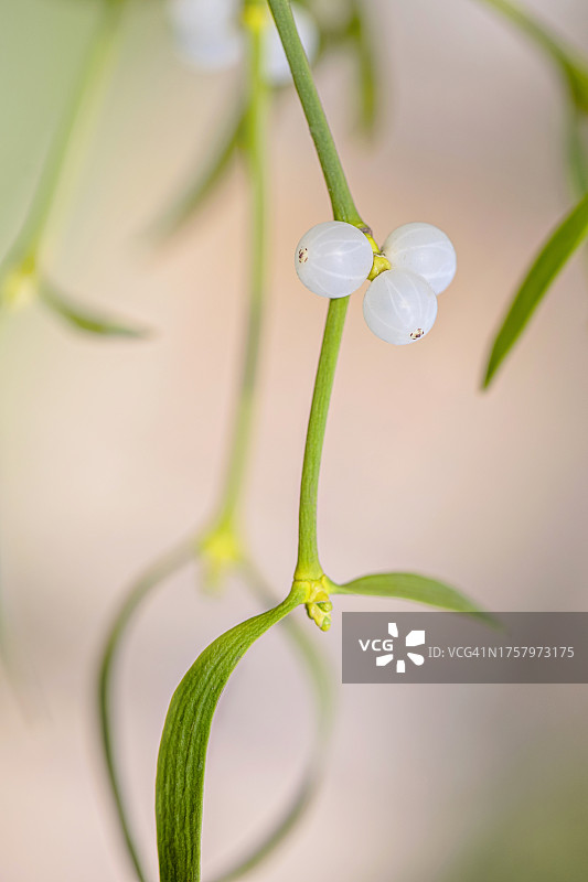 节日欧洲槲寄生植物和白色浆果，也称为Viscum Album图片素材