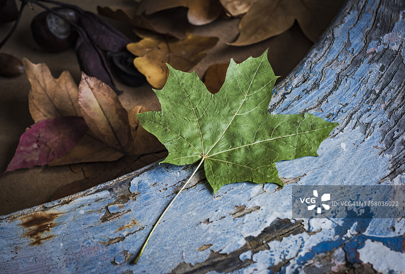 树叶组合图片素材