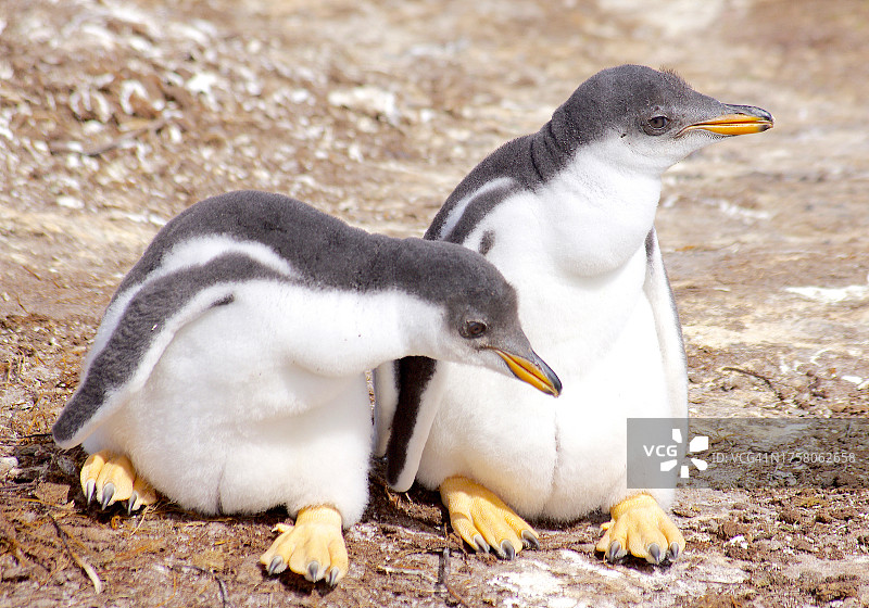 一对巴布亚企鹅宝宝图片素材