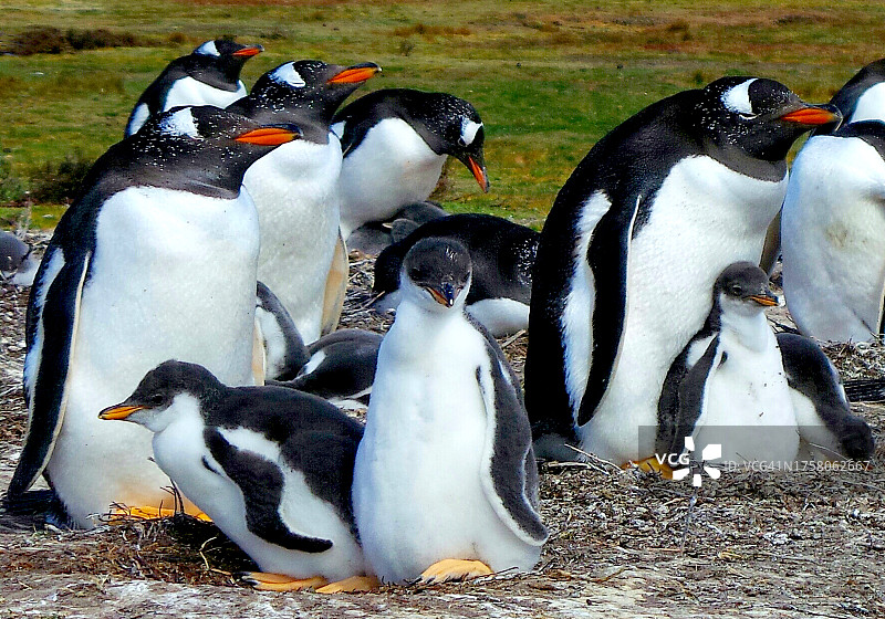 与雏鸟一起筑巢的巴布亚企鹅图片素材