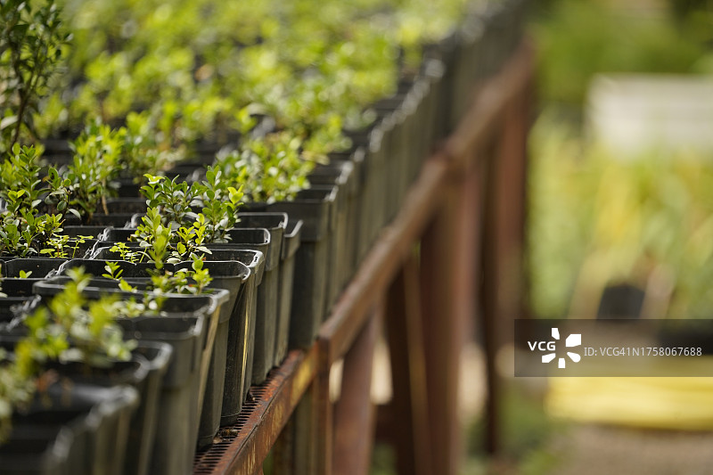 花园中的幼苗和园艺细节图片素材