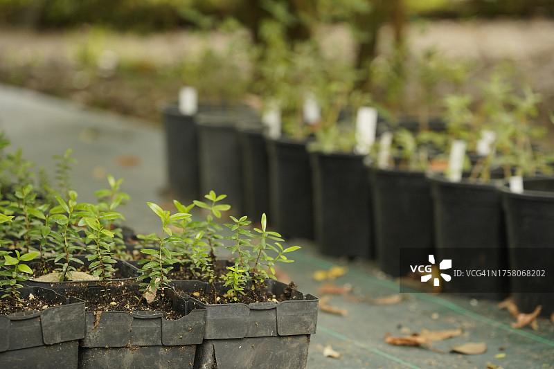花园中的幼苗和园艺细节图片素材