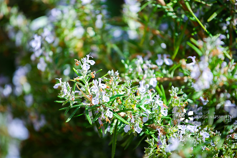 迷迭香植物图片图片素材