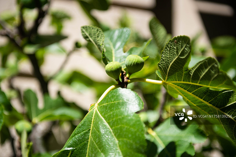 结满无花果的树图片素材