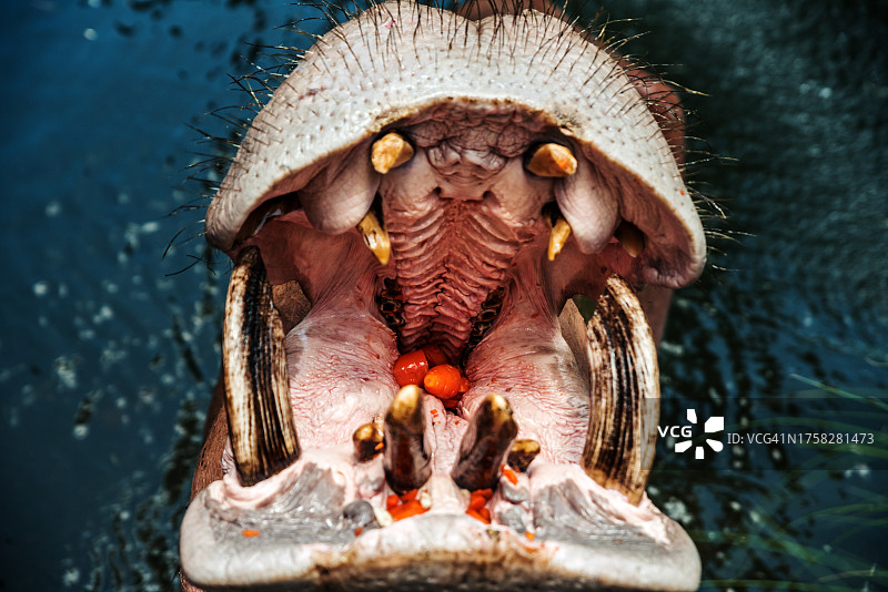 河马张开大嘴露出牙齿，嘴里含着胡萝卜的特写图片素材