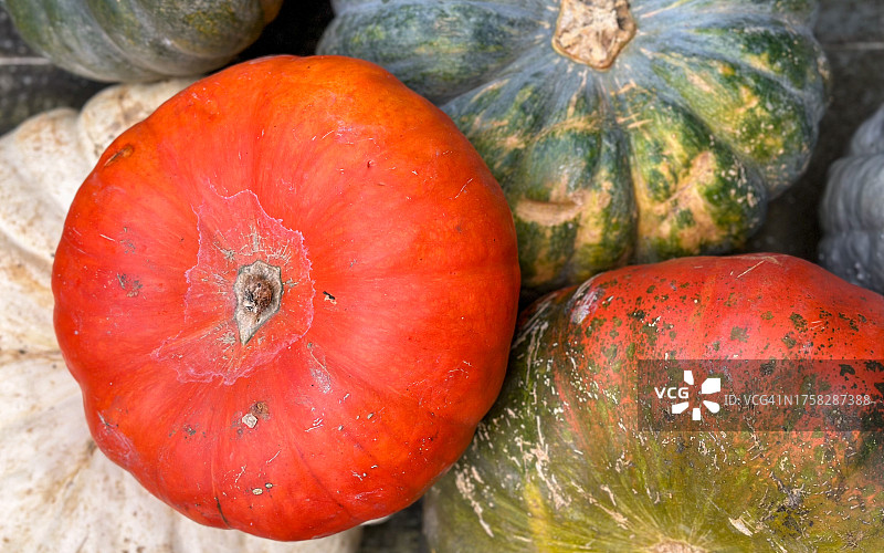 精美南瓜图片素材