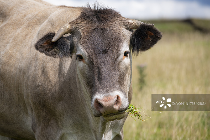 夏季阳光下户外的杂交奶牛图片素材