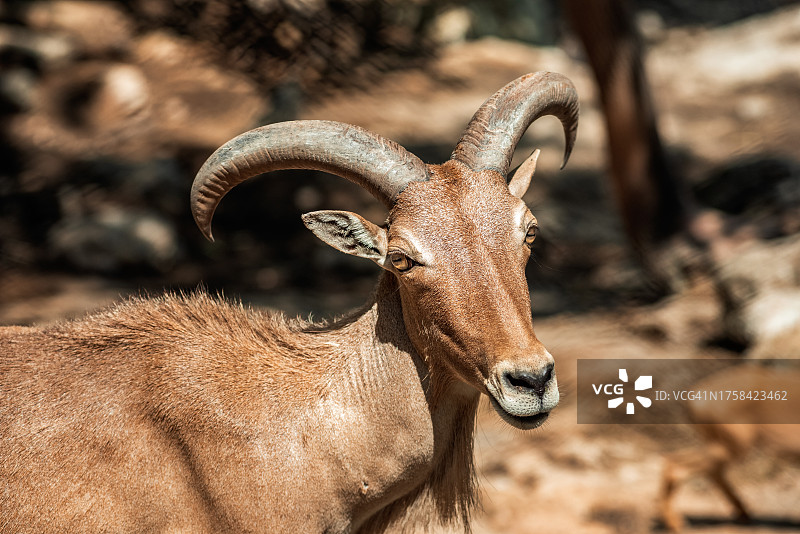 泰国清迈动物园的带角山羊肖像图片素材