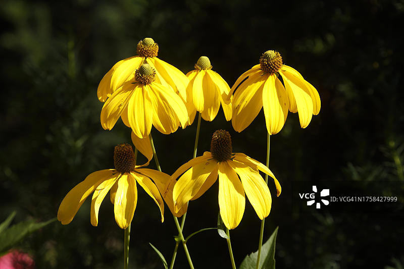 德国盛开的黄色松果菊图片素材