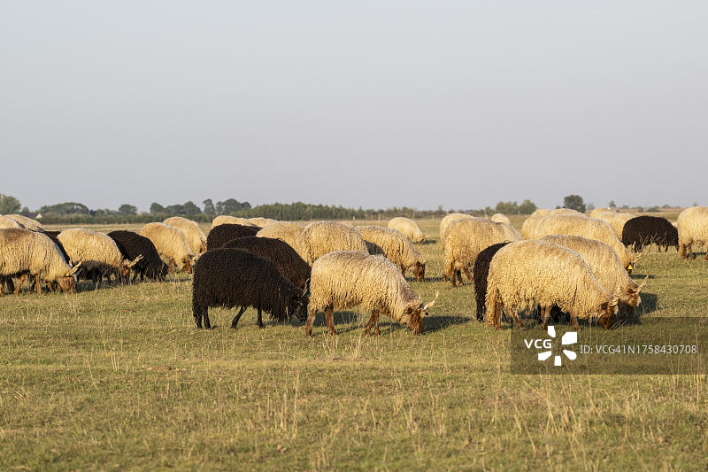 匈牙利普斯塔杜纳帕塔伊的扎克尔家养绵羊图片素材