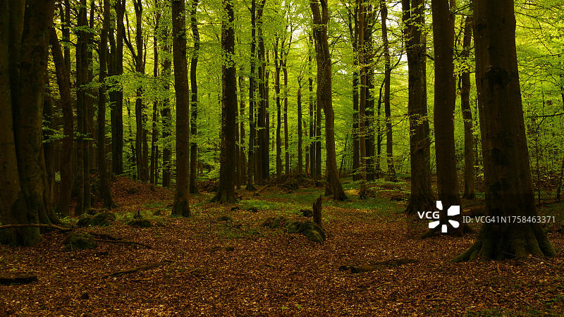 德国莱茵兰-普法尔茨火山埃菲尔的发光山毛榉森林图片素材