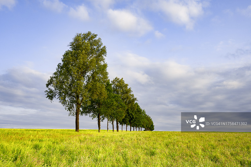 农田里的树行图片素材