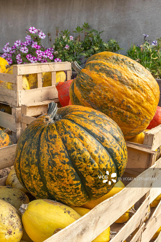 生态农场上装满南瓜和各种南瓜的板条箱，法国图片素材
