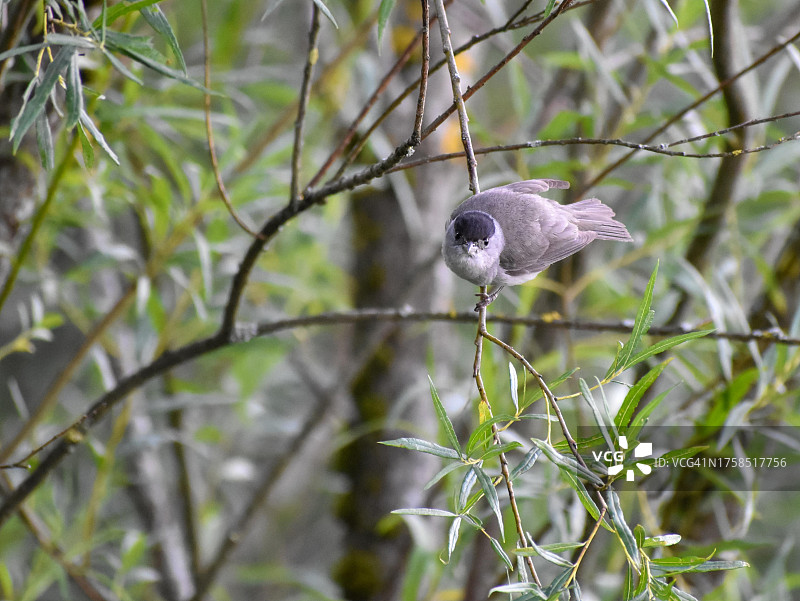 黑顶林莺（雄性）图片素材