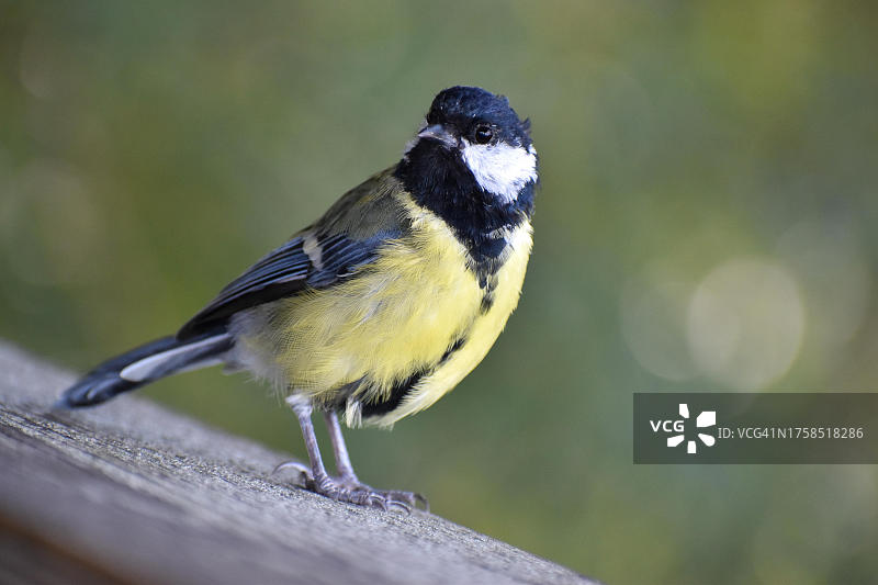 德国巴伐利亚州奇姆湖的大山雀（Parus major）在木制栏杆上图片素材
