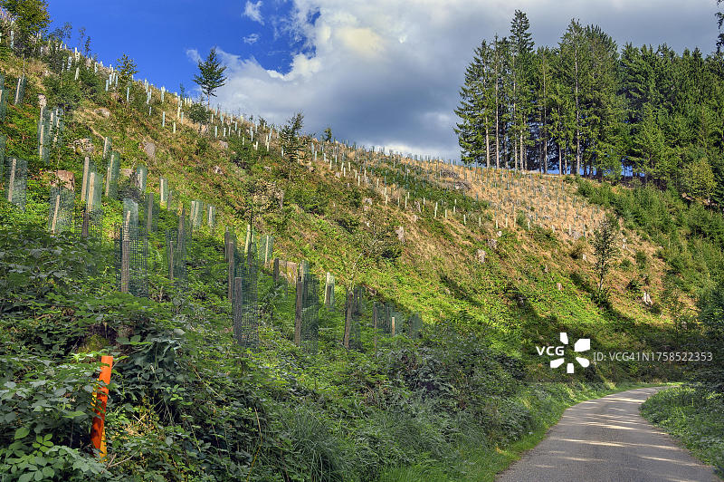 德国巴伐利亚州阿尔高地区文根附近的重新造林图片素材