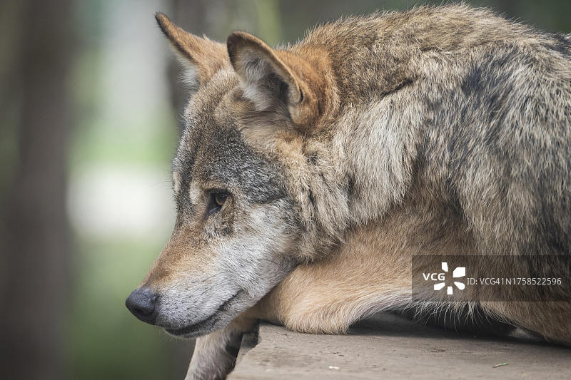 欧洲灰狼特写：圈养于苏格兰金克雷格高地野生动物园图片素材